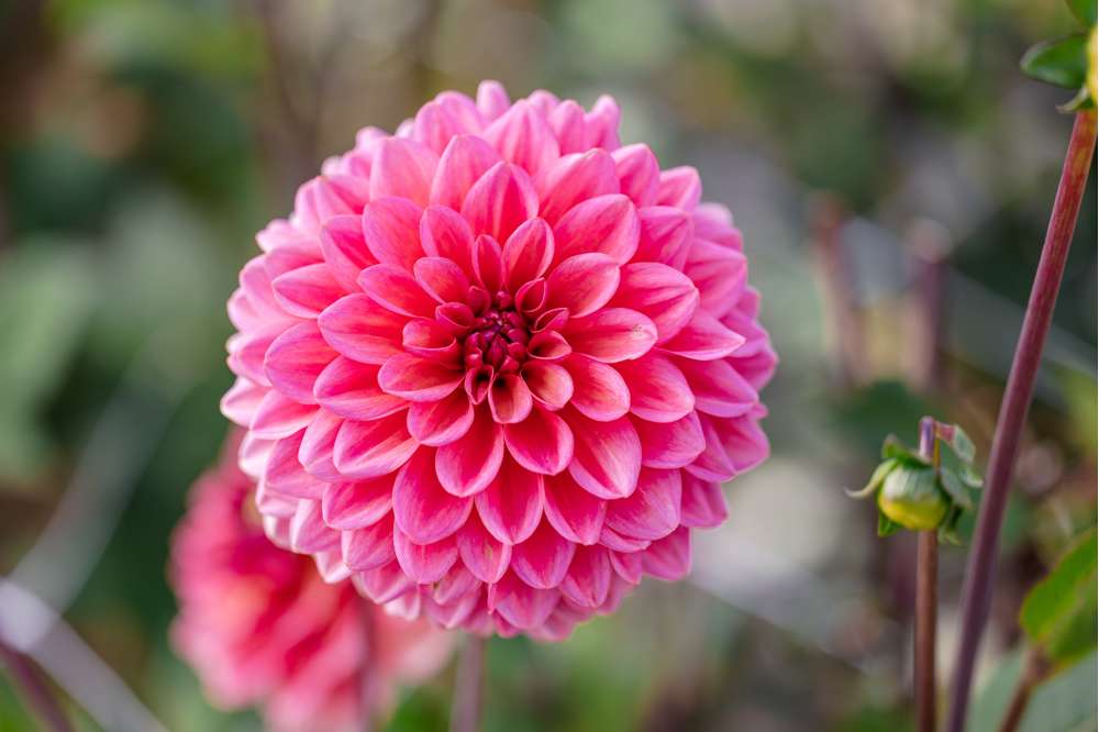 Dahlia 'Salmon Runner'